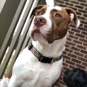 Meet your Posher, Wwesley